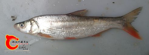 红尾鲌7 .jpg