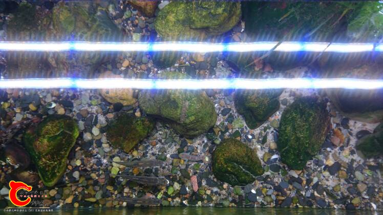 123033dndepwaga3led5u3.jpg