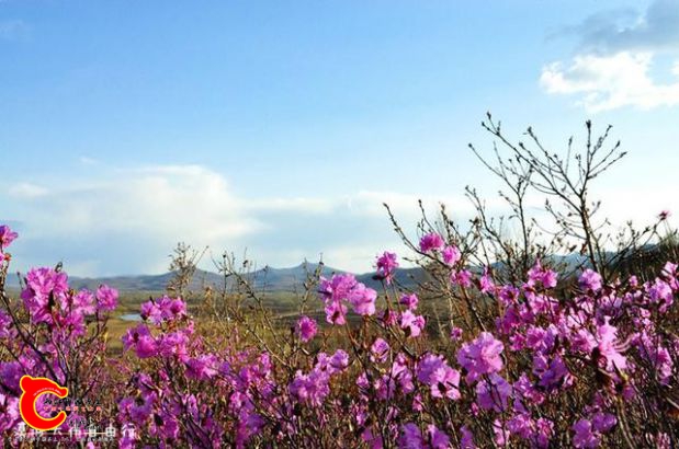 杜鹃花.jpg