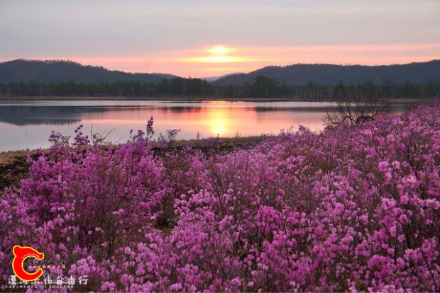 杜鹃花2.jpg