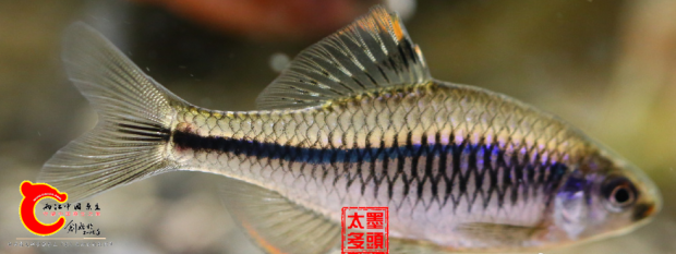 北京暗纹