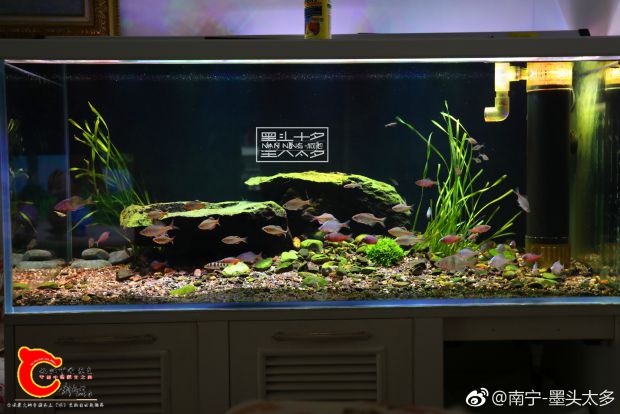 几个月前的缸