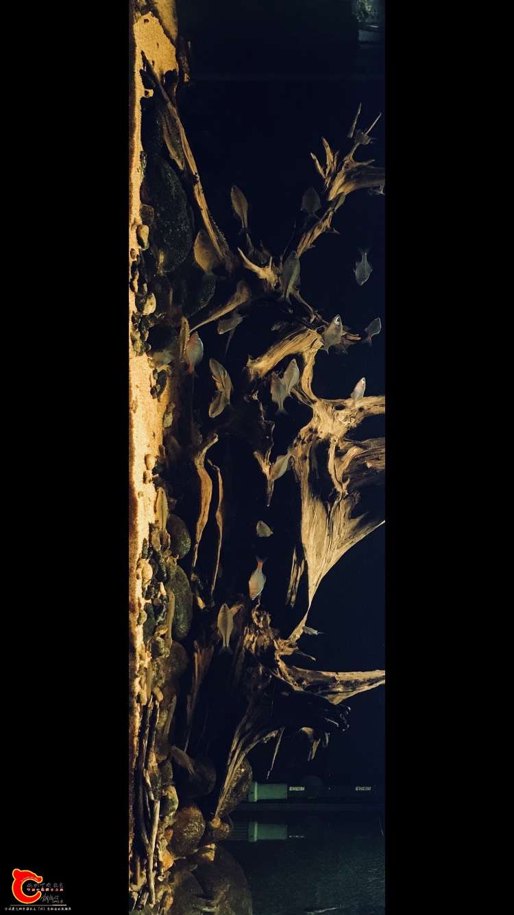 203714f611f5wghcze5q62.jpg