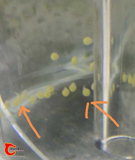 003751hoocoajochl577sl.jpg