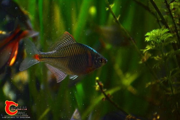 DSC_4011.JPG