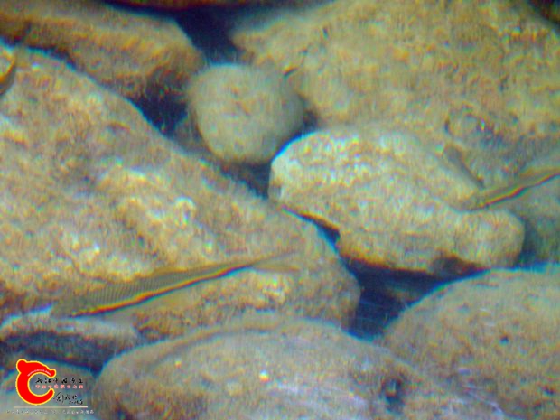 DSC00069.jpg