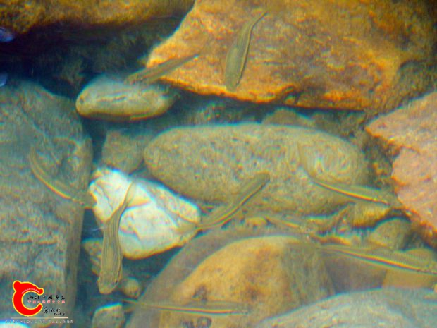 DSC00071_副本.jpg