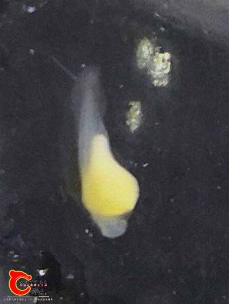 171444poel5cob7noblbwn.jpg