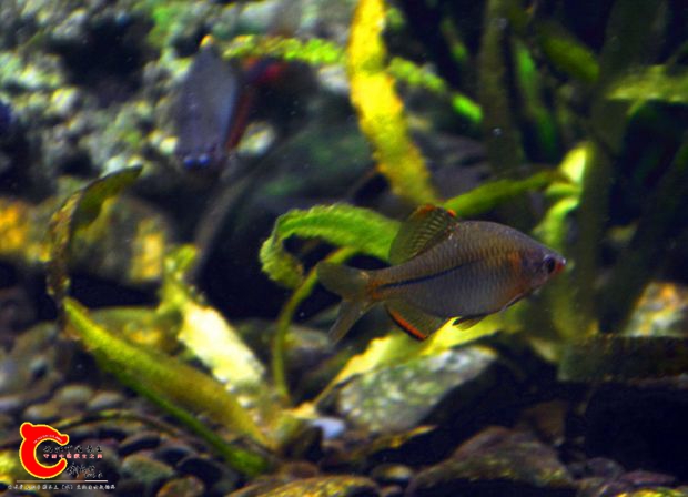 DSC_4036.JPG