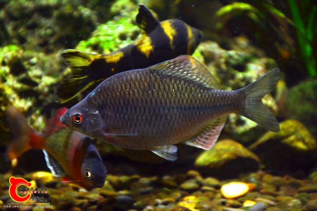 DSC_4057.JPG