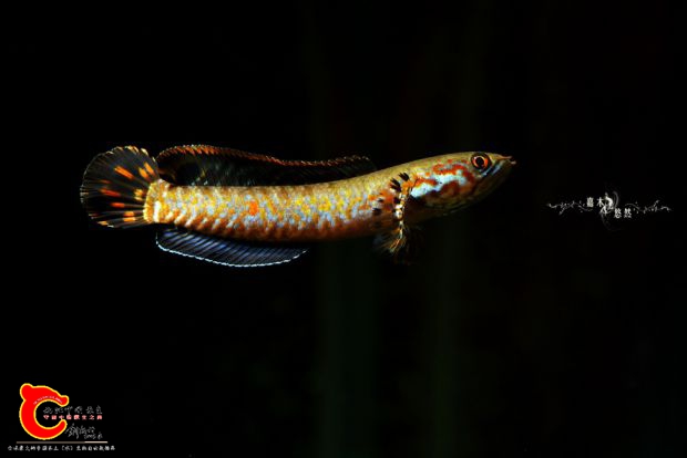 DSC_8247.jpg