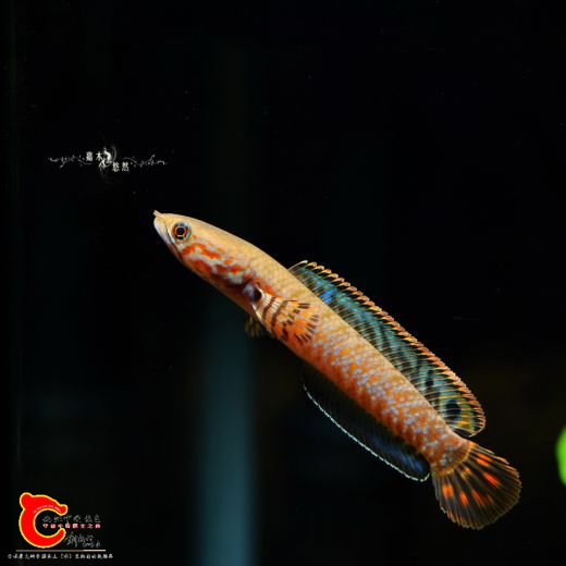 DSC_8265.jpg