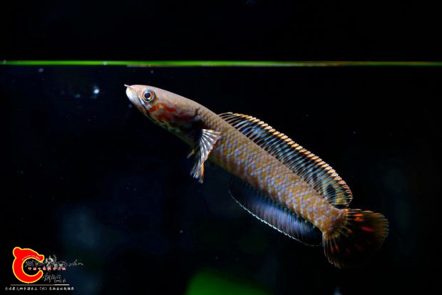 DSC_8279.jpg