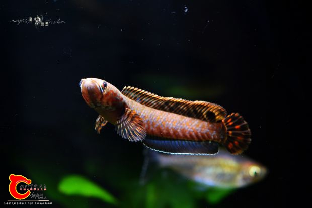 DSC_8296.jpg