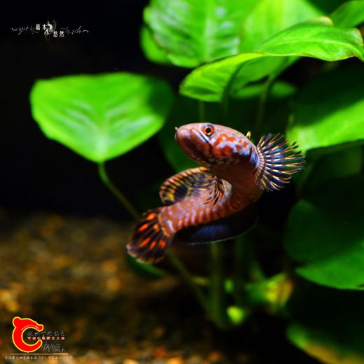 DSC_8300.jpg