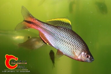 080012hf7eeirpe9aax57x.jpg