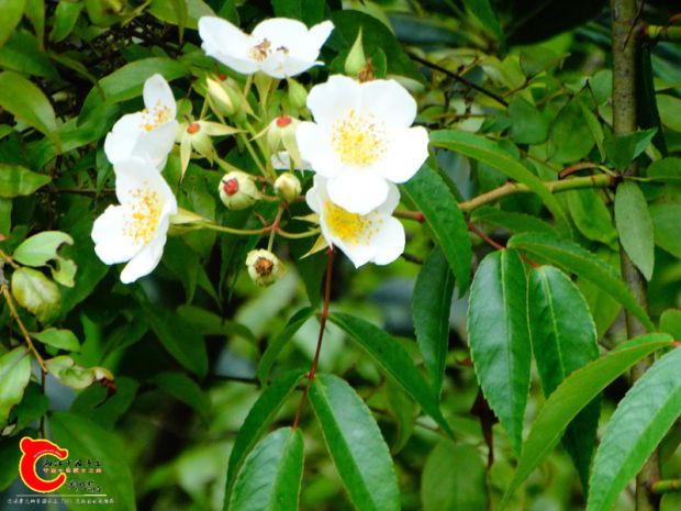 DSC00021_副本.jpg
