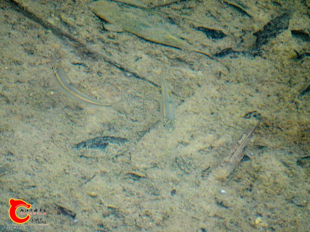 DSC00031_副本.jpg