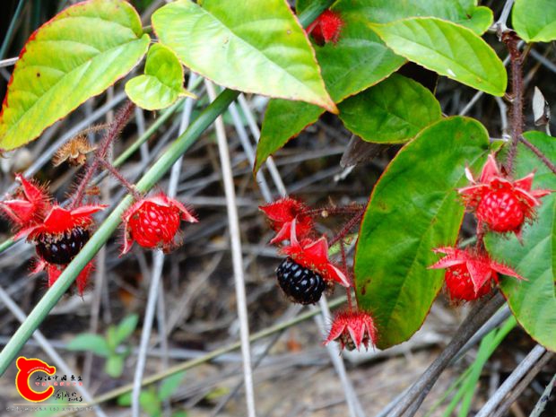 DSC00042_副本.jpg