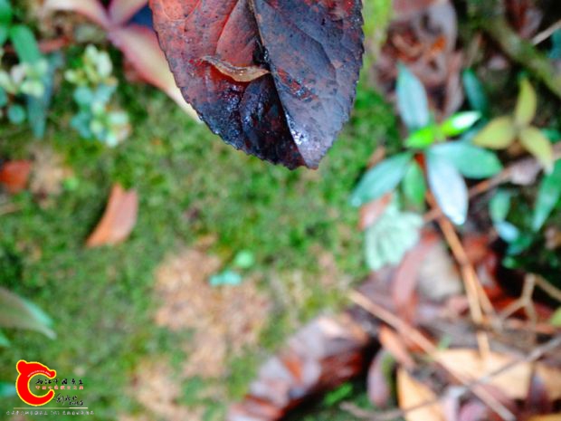 DSC00046_副本.jpg