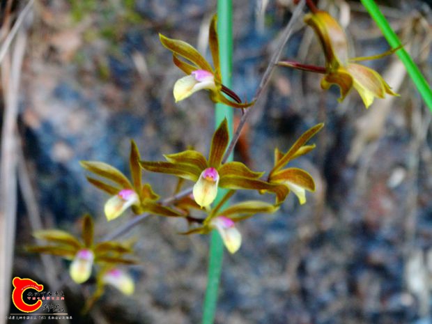 DSC00075_副本.jpg