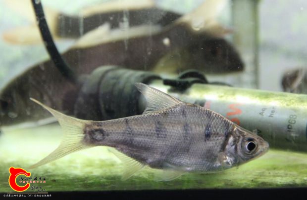 Osteobrama belangeri    .jpg