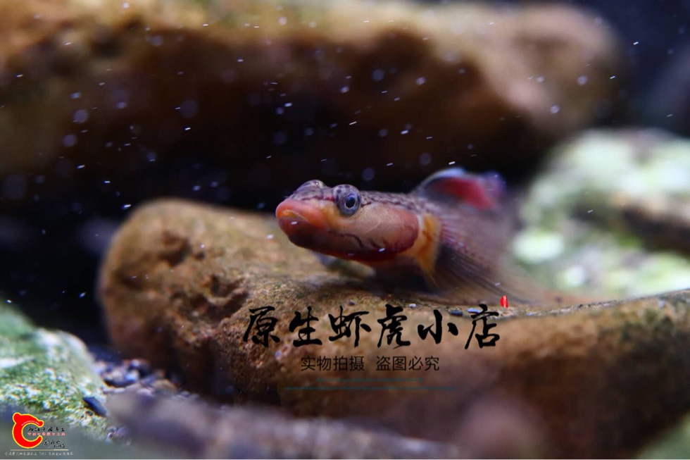 100034taiztca61rui21dd.jpg