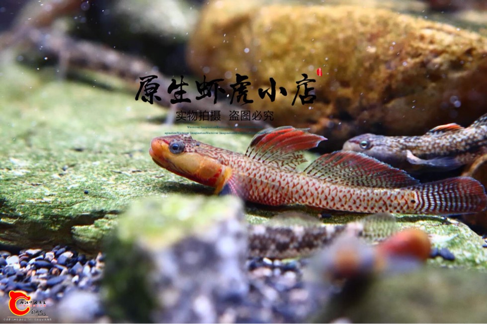 100041i4j02p600jzwdz4j.jpg