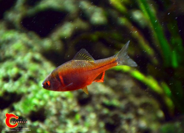 DSC_4084.JPG