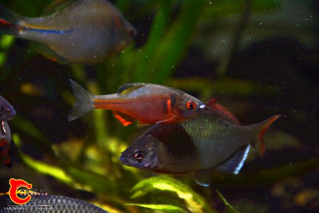 DSC_4113.JPG