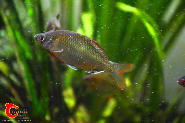 DSC_4073.JPG