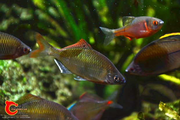 DSC_4077.JPG