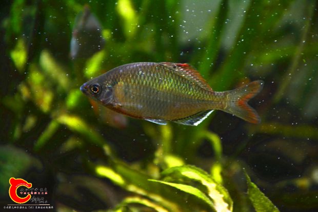 DSC_4080.JPG