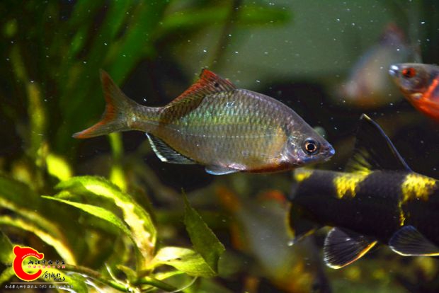 DSC_4082.JPG