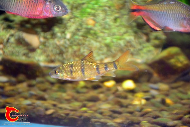 DSC_4166.JPG