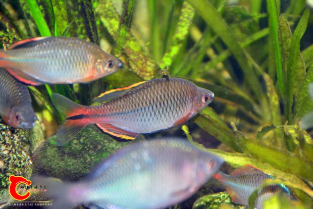 DSC_4131.JPG