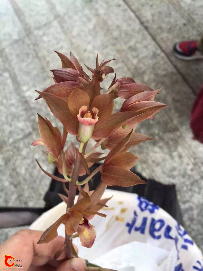 125025epjerq15p511fbzx.jpg