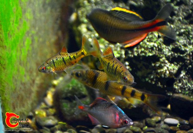 DSC_4120.JPG