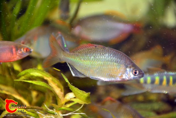 DSC_4133.JPG