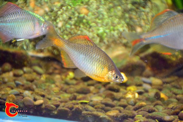 DSC_4159.JPG