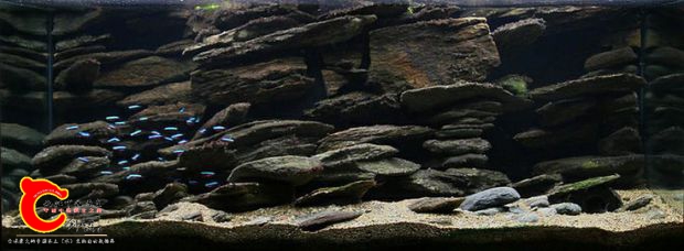 ffe946bcf57e9a381737a318147baede--catfish-african-cichlids.jpg
