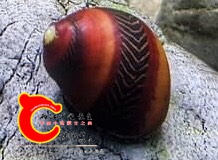 124244zlxp77l6aulq6qkm.jpg