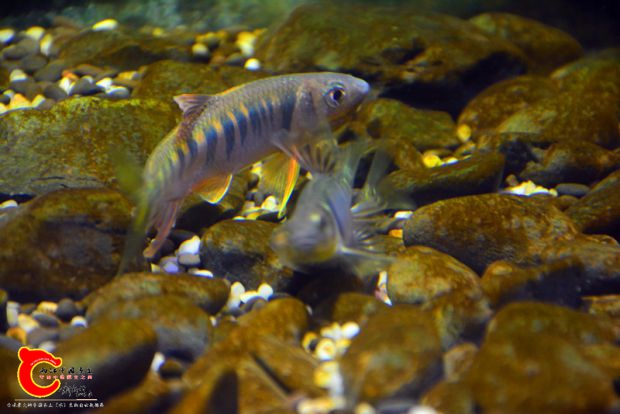 DSC_4230.JPG