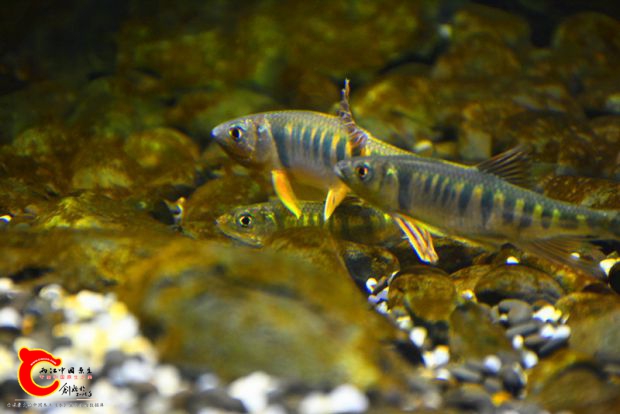 DSC_4242.JPG