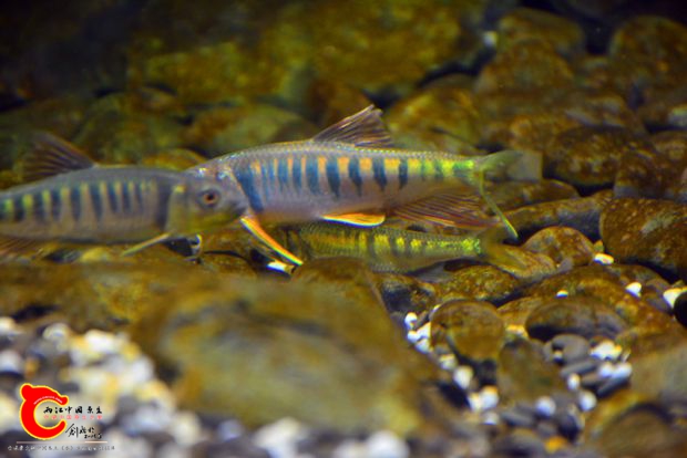 DSC_4247.JPG