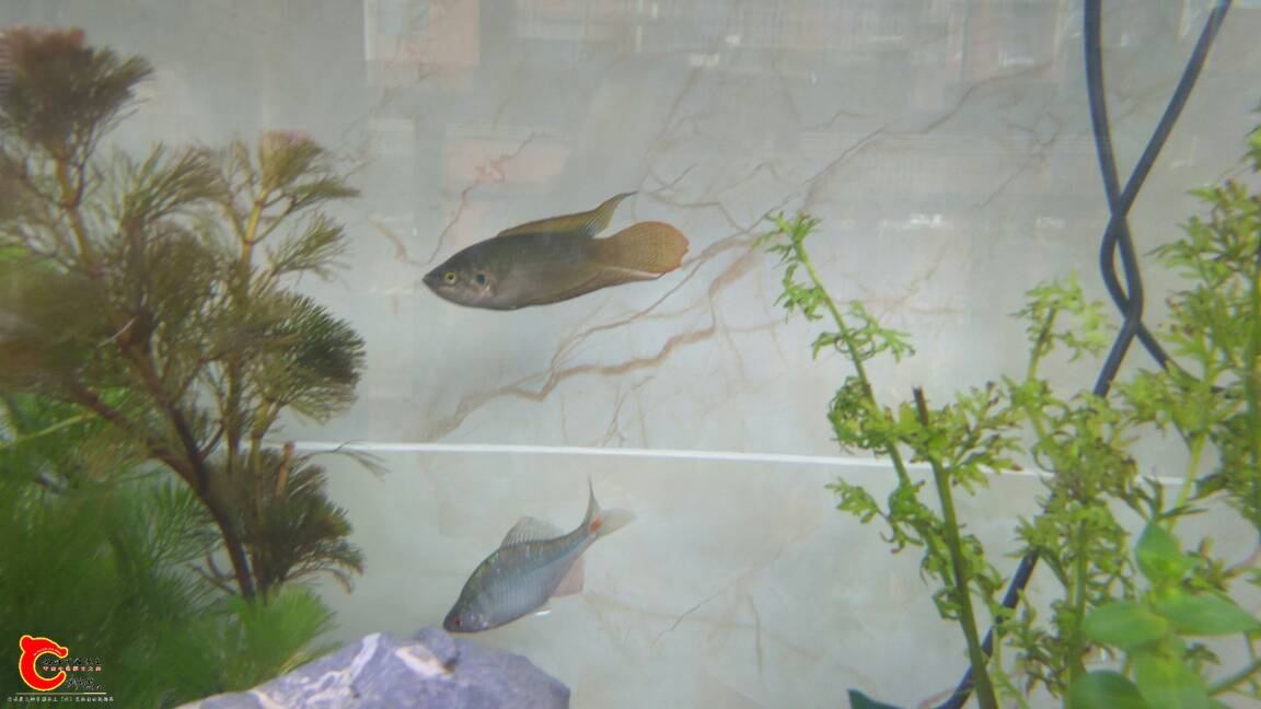 090953r1kvvi888492ddlk.jpg