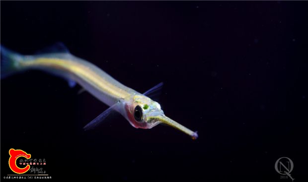 IMG_4855.jpg