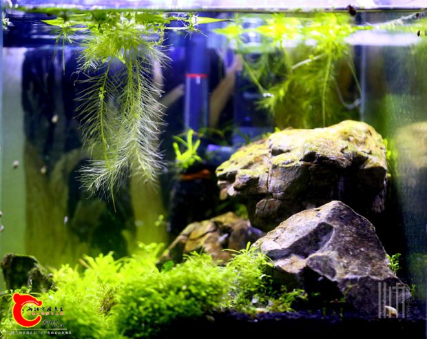 单开的30方小草缸