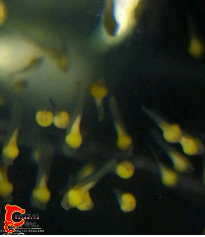 164326tsj44pdbnykpv52p.jpg