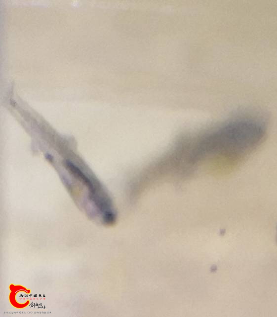 202503edzoa1xshanarlpq.jpg